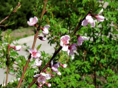 Prunus persica Kiev3