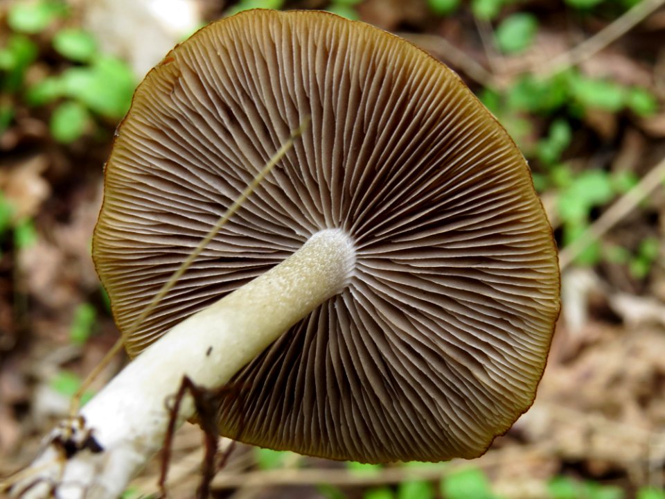 Psathyrella spadiceogrisea Kiev7