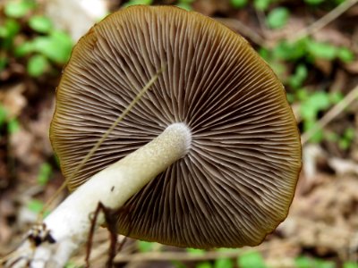 Psathyrella spadiceogrisea Kiev7