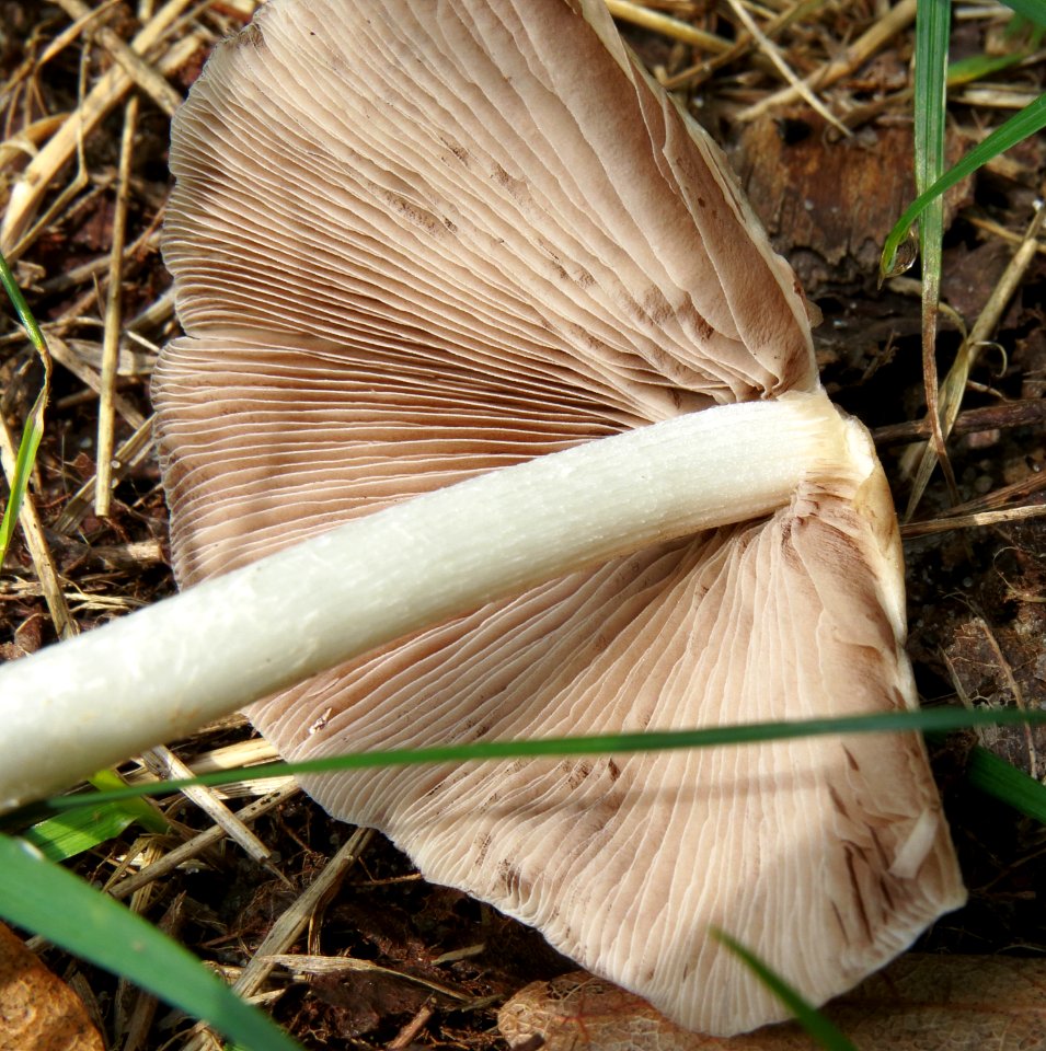 Psathyrella candolleana Kiev 4