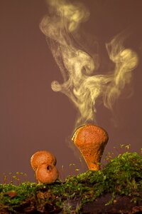Mushroom mushroom dust forest mushroom photo