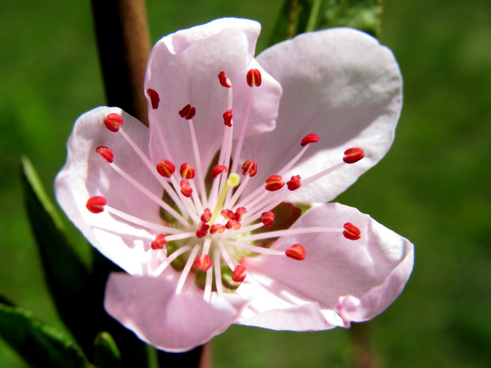 Prunus persica Kiev4
