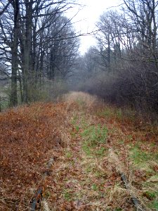 Railroad 294 around Pomorzowice 2012b