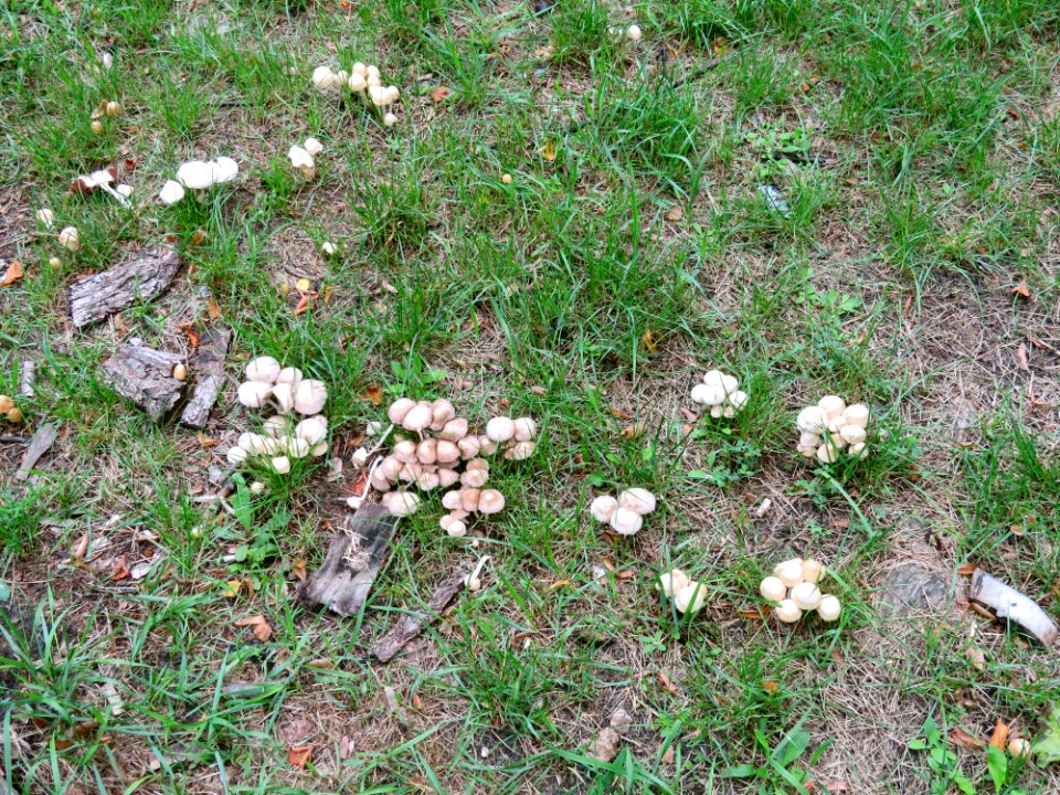 Psathyrella candolleana Kiev 1
