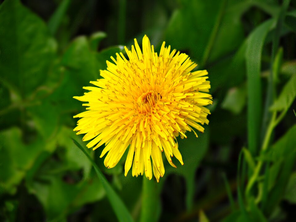 Dandelion macro nature