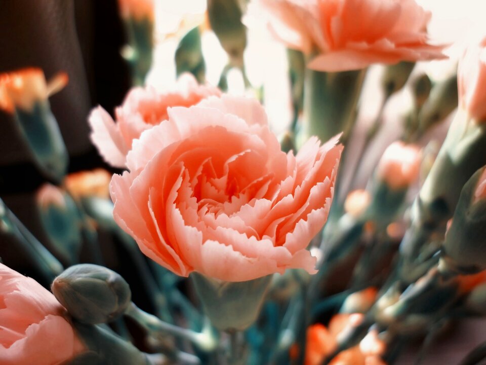 Flower summer plant nature