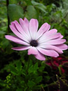 Garden macro nature