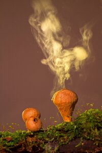 Mushroom mushroom dust forest mushroom photo