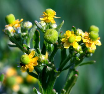 Ranunculus sceleratus Rakivka