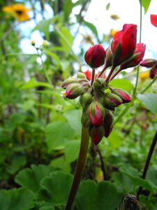 Buds red macro nature