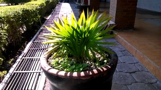 Potted plant. (Maceta)