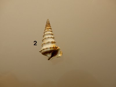 Potamides tricarinatus