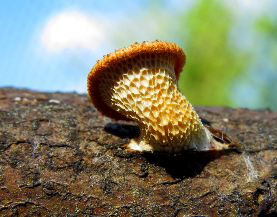 Polyporus alveolaris Kiev4