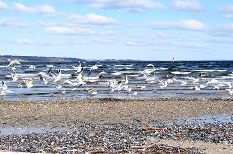 Beach coast gulls photo