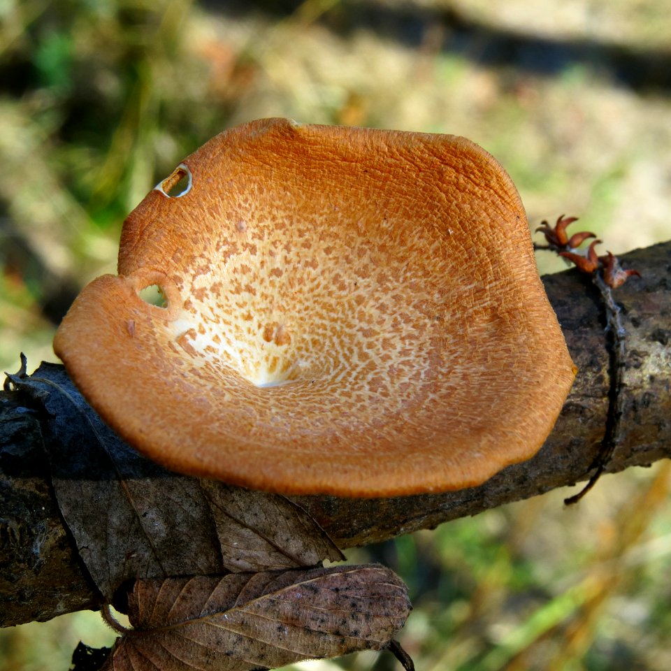Polyporus alveolaris Kiev3