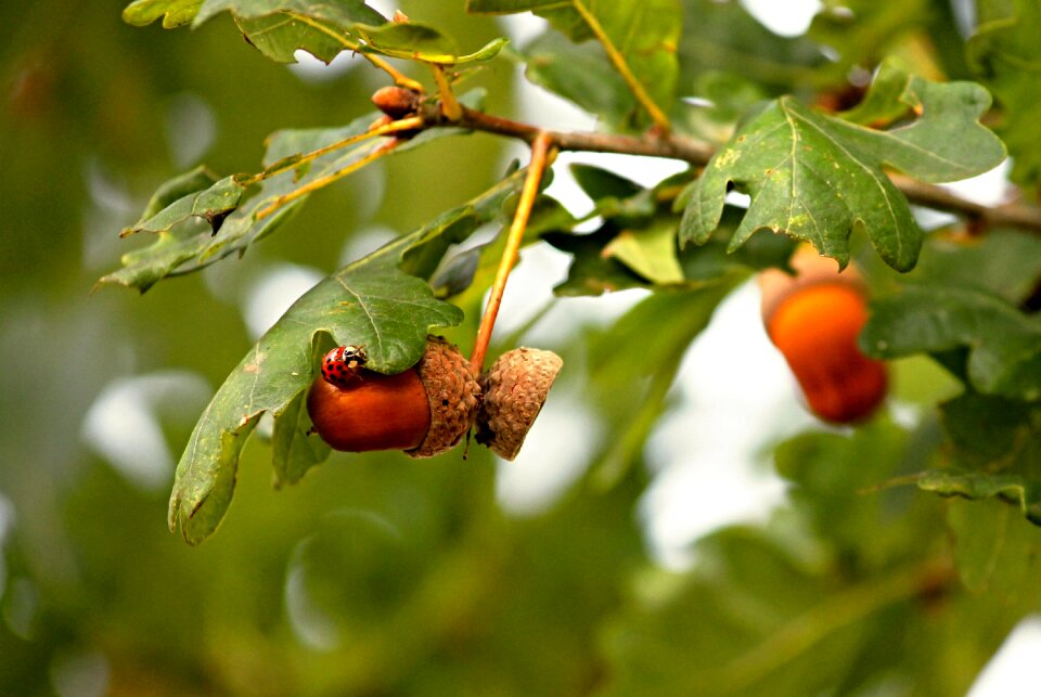 Ladybug insect spotted photo