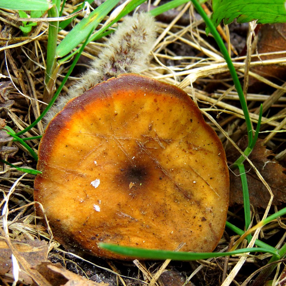 Polyporus alveolaris Bykivnya 1