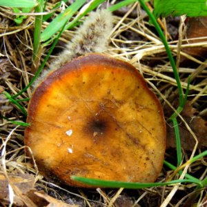 Polyporus alveolaris Bykivnya 1