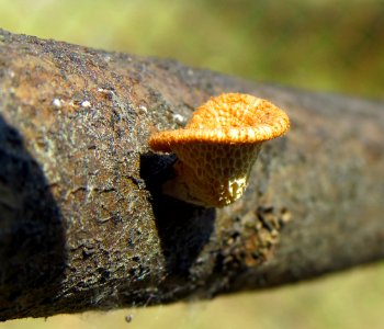 Polyporus alveolaris Kiev5
