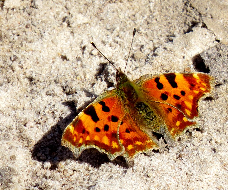 Polygonia c-album Rakivka