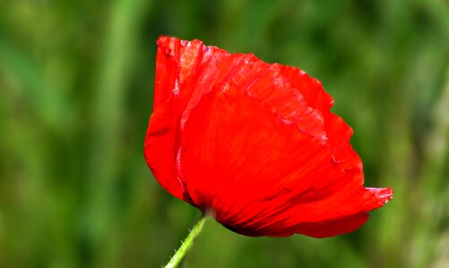 Flowers red meadow