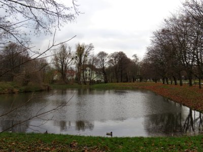 Potok Oliwski pond2