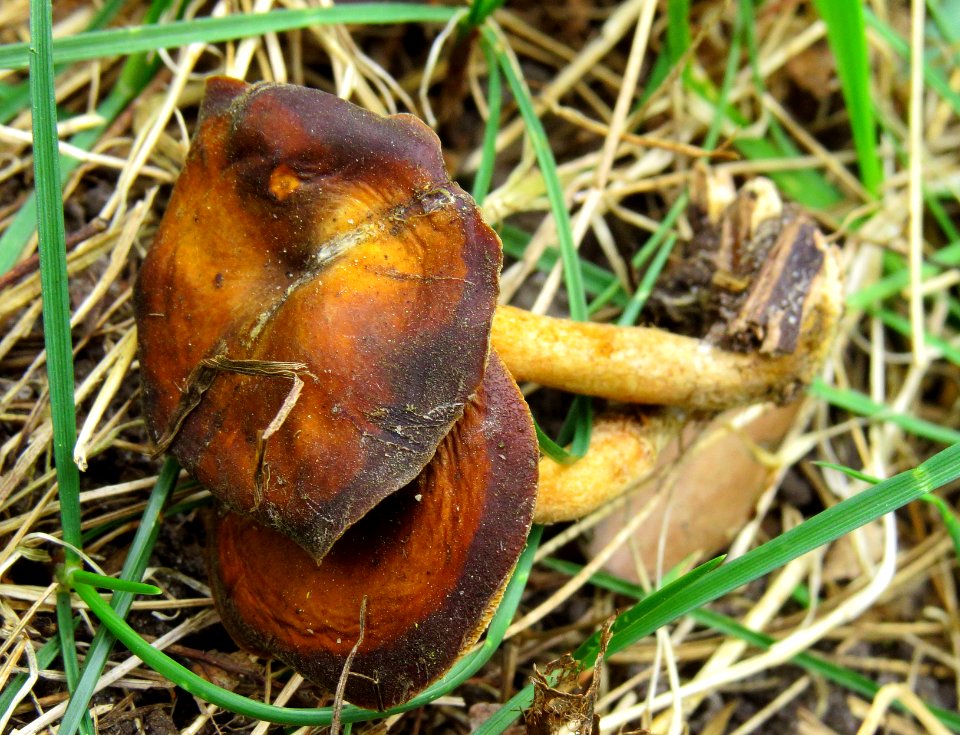Polyporus alveolaris Bykivnya 2