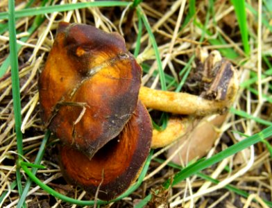 Polyporus alveolaris Bykivnya 2