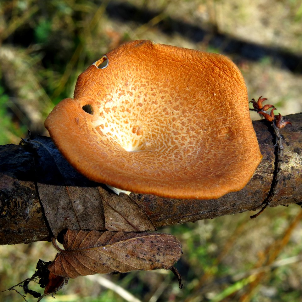 Polyporus alveolaris Kiev2