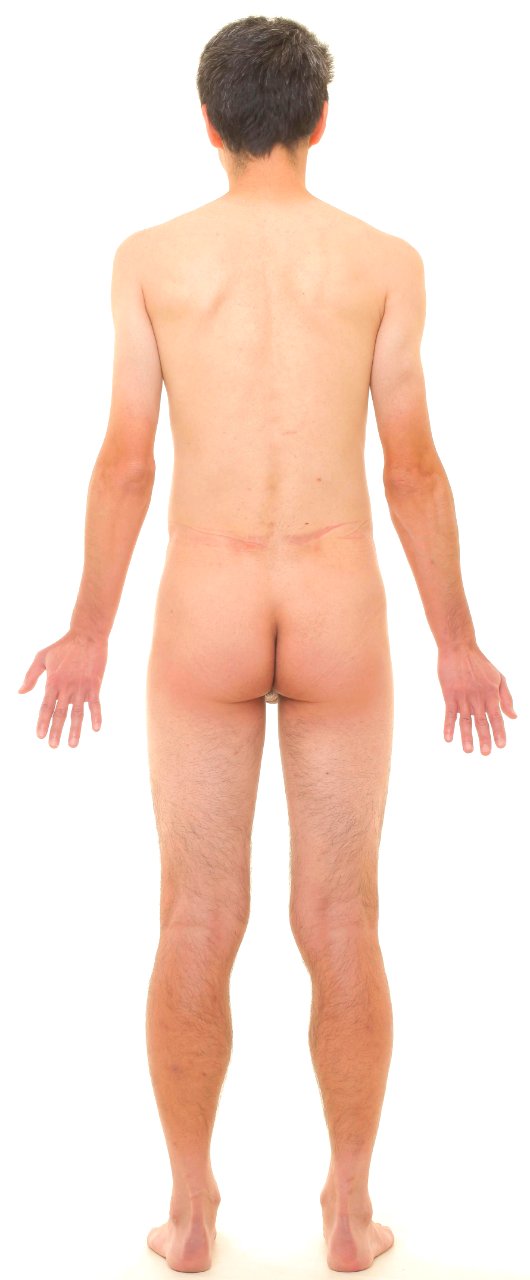 Posterior view of human male