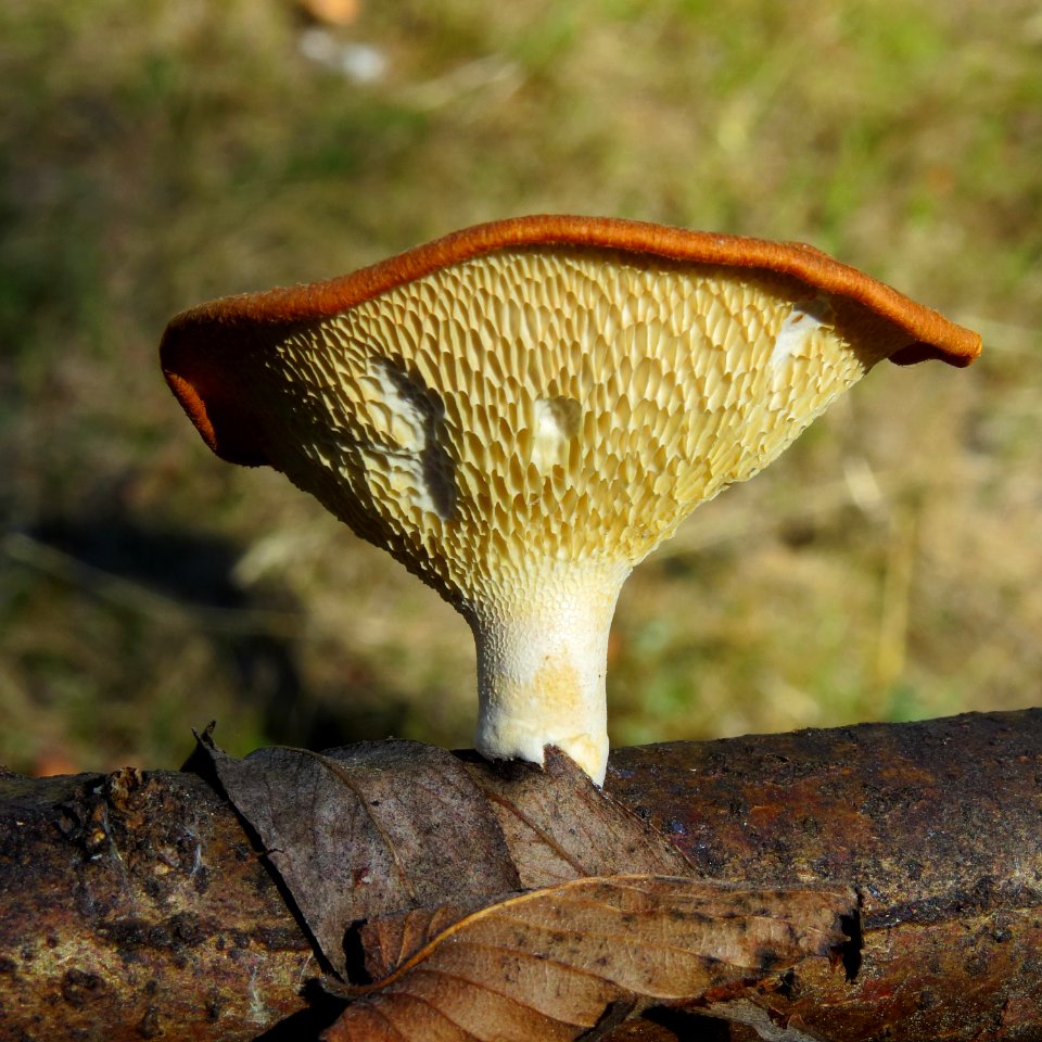 Polyporus alveolaris Kiev1