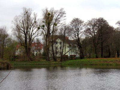 Potok Oliwski pond3