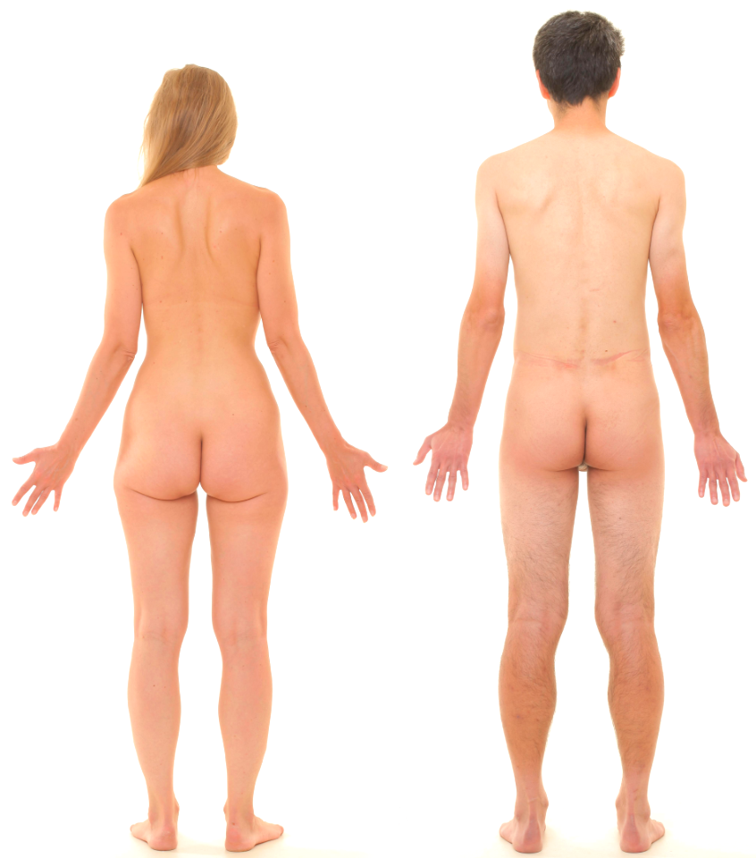Posterior view of human female and male, without labels