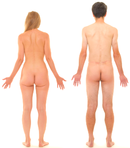 Posterior view of human female and male, without labels photo