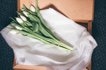 Tulips flowers gift