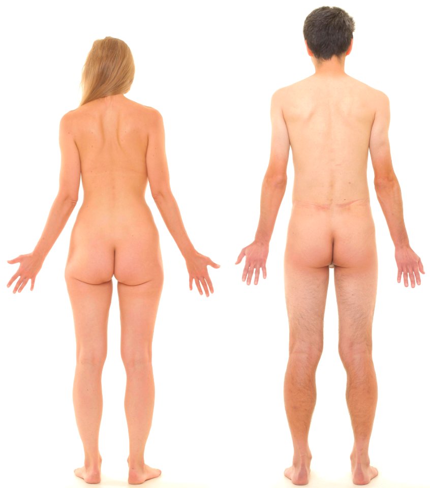 Posterior view of human female and male, without labels