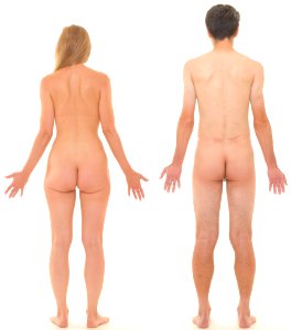 Posterior view of human female and male, without labels photo