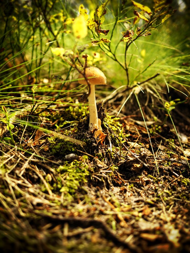 Tree mushrooms collect