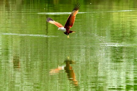 Hawk in flight flying hawk lake