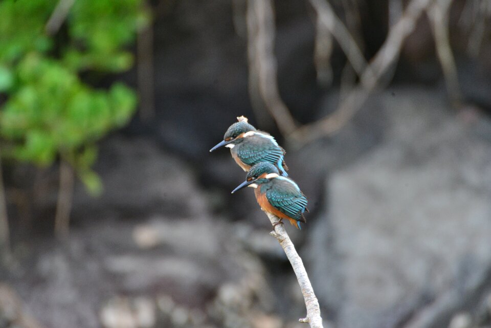 Outdoors bird kingfisher