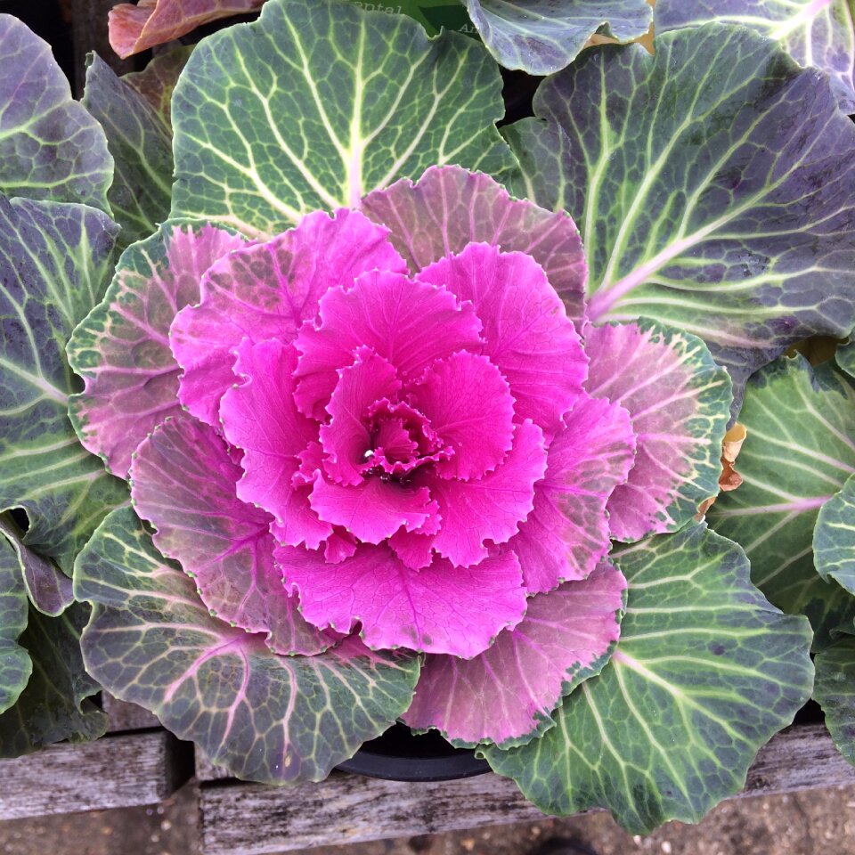 Garden color freshness