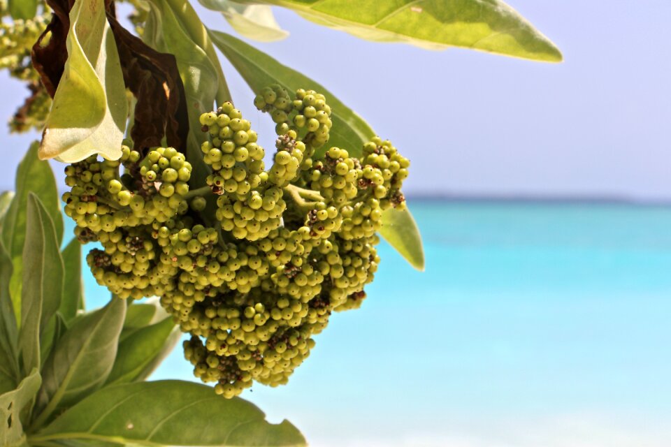 Blossom bloom tropical
