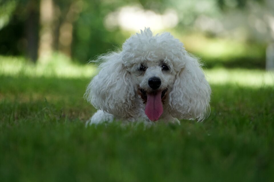 Portrait white fur shaggy