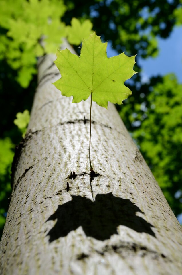 Fall green summer
