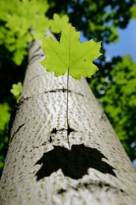 Fall green summer