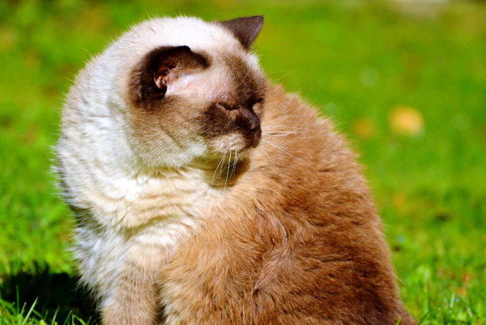 Mieze british shorthair cat thoroughbred