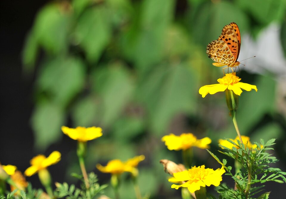 Butterfly flowers spring