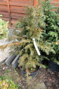 Taxus baccata10895