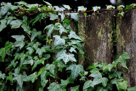 Plant tree fence photo