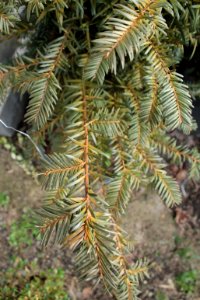 Taxus baccata10887